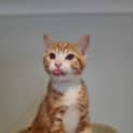 Photo of Ginge