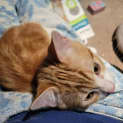 Photo of Ginge
