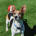 Photo of Boo