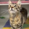 Photo of Clover
