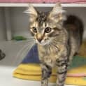Photo of Clover