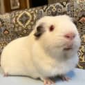 Photo of Princess / Rosie