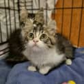 Photo of Cypress