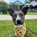 Photo of Josie *$150 Adoption Fee*