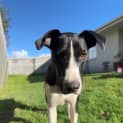 Photo of Apollo