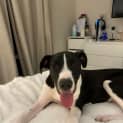 Photo of Apollo