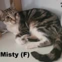 Photo of Misty