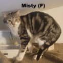Photo of Misty