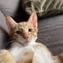 Photo of Lemon