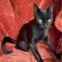 Photo of Jaguar