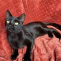 Photo of Jaguar