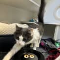 Photo of Piper