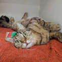 Photo of Tycho