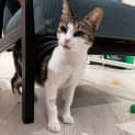 Photo of Violet