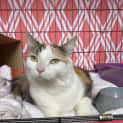 Photo of Jupy