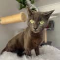 Photo of Butterscotch