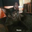 Photo of Raven