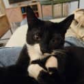 Photo of Pepper