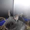 Photo of Viola