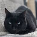 Photo of Mars **2nd Chance Cat Rescue**