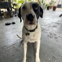 Photo of Raka