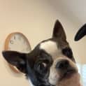 Photo of Tabby 10 Year Old Boston Terrier (Trial)