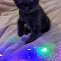 Photo of Mira
