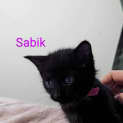 Photo of Sabik 