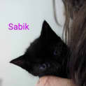 Photo of Sabik 