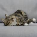 Photo of Oylun **2nd Chance Cat Rescue**