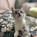 Photo of Finn