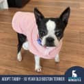 Photo of Tabby 10 Year Old Boston Terrier (Trial)