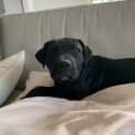 Photo of Estella   4 Month Old Staffy X (Trial)