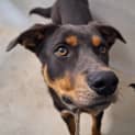 Photo of Loki