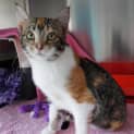 Photo of Daisy