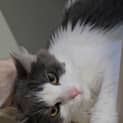 Photo of Piper