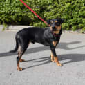 Photo of Aston