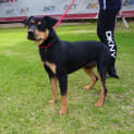 Photo of Aston