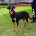 Photo of Aston