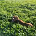 Photo of Ruby