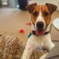 Photo of Fergus