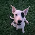 Photo of Dotti