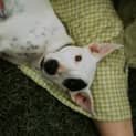 Photo of Dotti