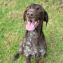 Photo of Moose