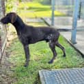 Photo of Moose