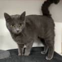 Photo of Domino