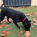 Photo of Malteser
