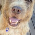 Photo of Groot 7 Year Old Wolfhound X (Trial)