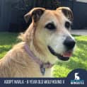 Photo of Narla   8 Year Old Wolfhound X (Trial)