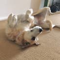 Photo of Narla   8 Year Old Wolfhound X (Trial)